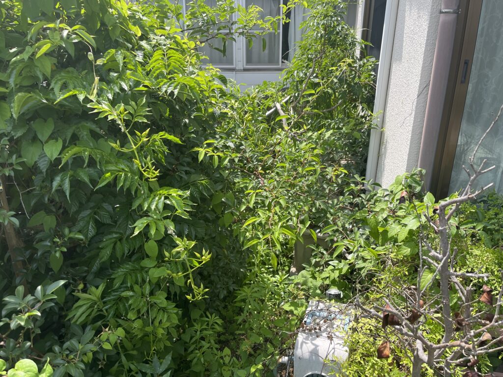 庭の草取り