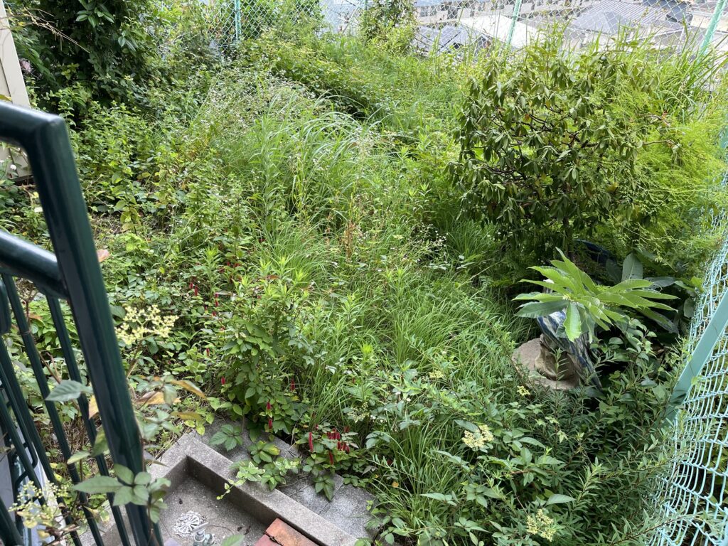 庭の草取り作業